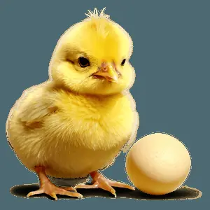 Chick Illustration PNG 22