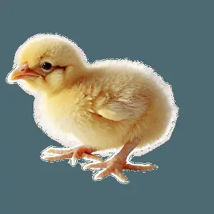 Cute Chick PNG 05242024