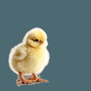 Cute Little Chick PNG 05032024