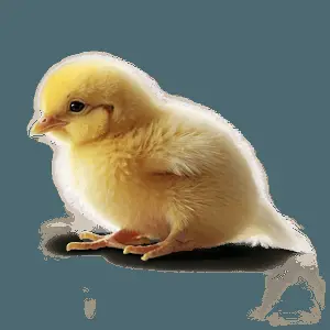 Playful Chick PNG 22